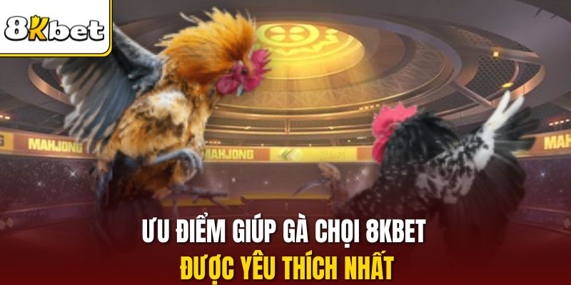 Ưu điểm giúp gà chọi 8KBET được yêu thích nhất